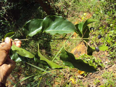 Imagem de Jasminum malabaricum Wight