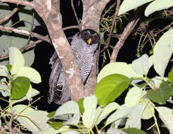 Image of Black-and-white Owl