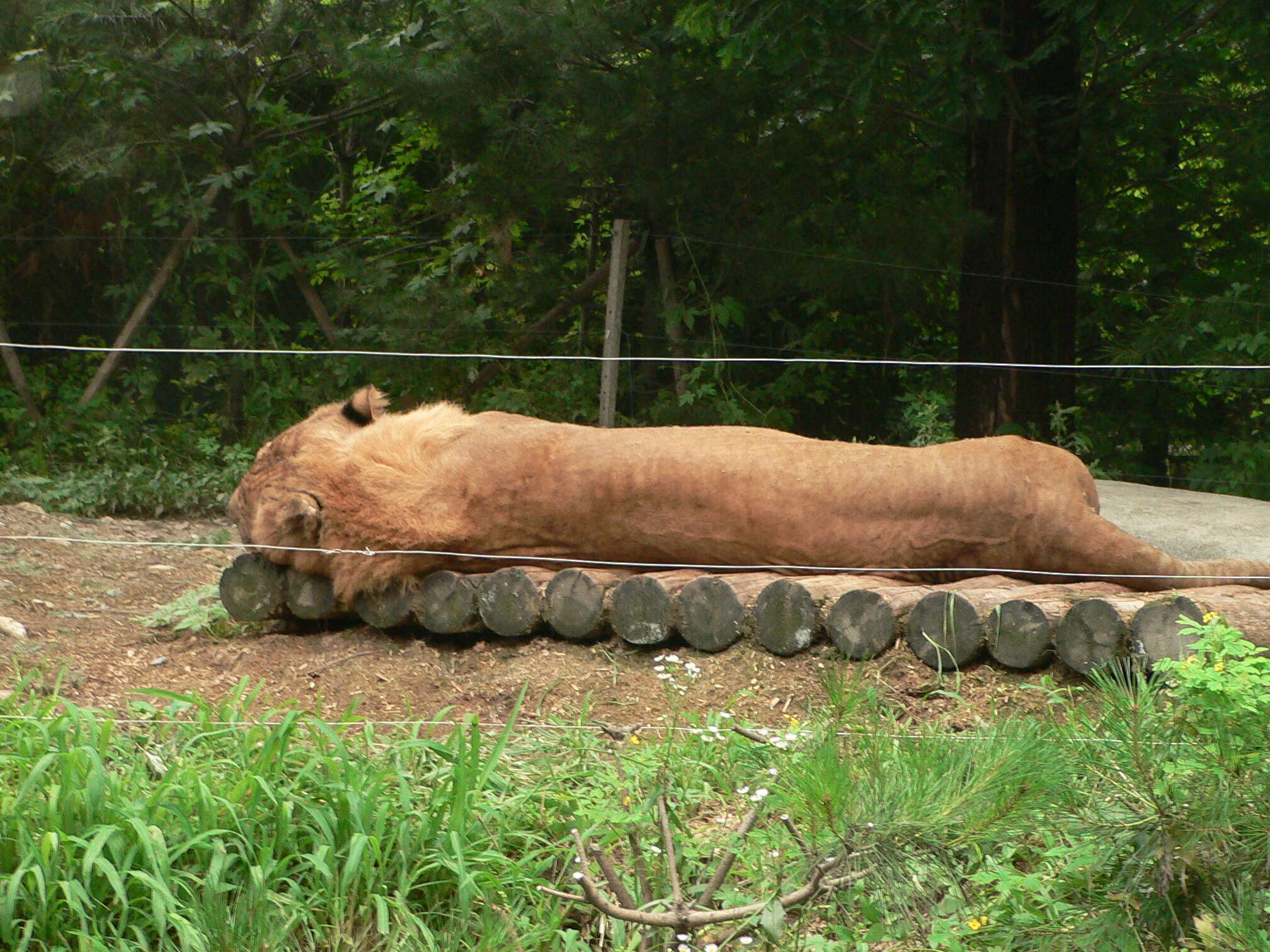 Image of Panthera leo × Panthera tigris