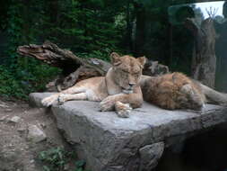 Image of Panthera leo × Panthera tigris