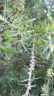 صورة Callistemon viminalis subsp. viminalis