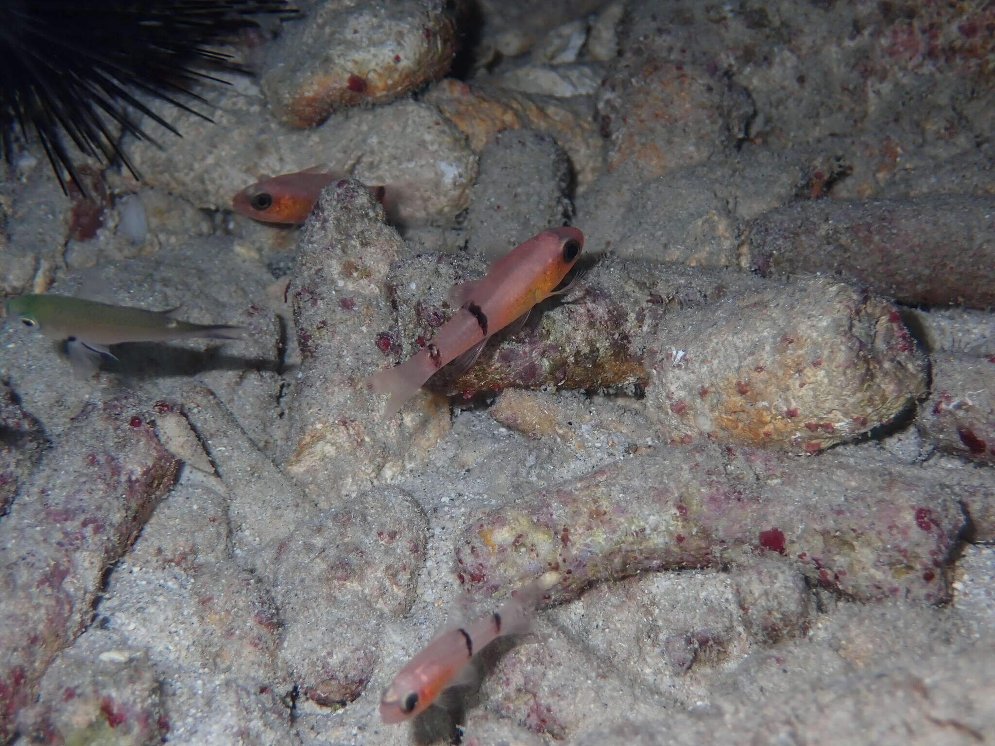 Image of Barred Cardinalfish