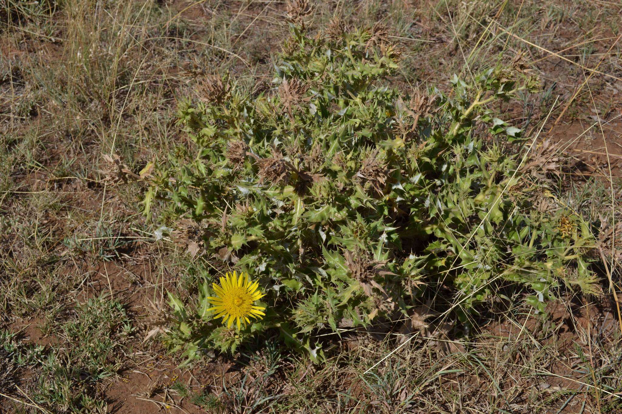 Image of Berkheya onopordifolia (DC.) Burtt Davy