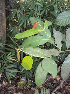 Image of Lophopetalum wightianum Arn.