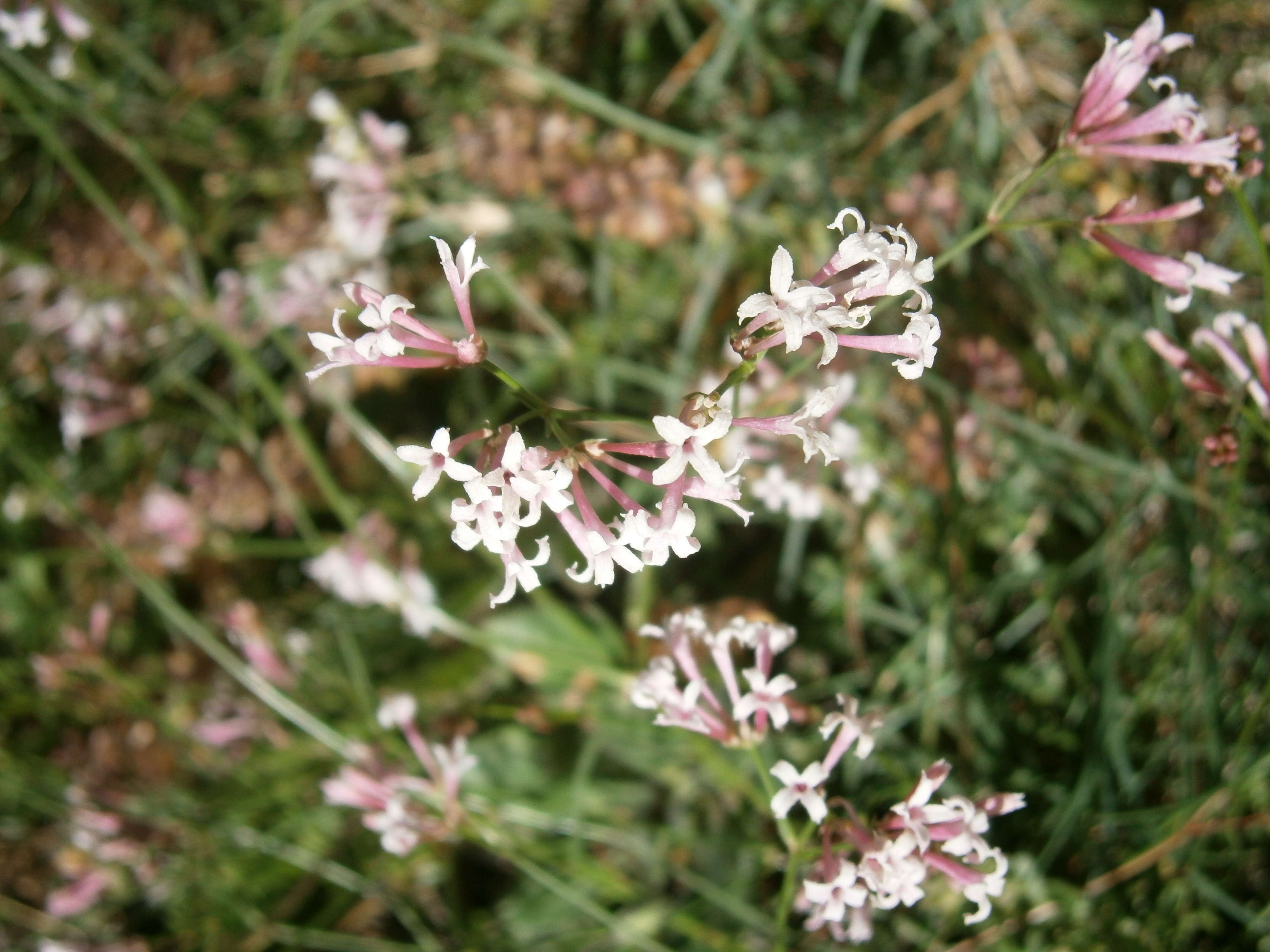 Image of squinancywort