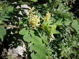 Image of licorice milkvetch