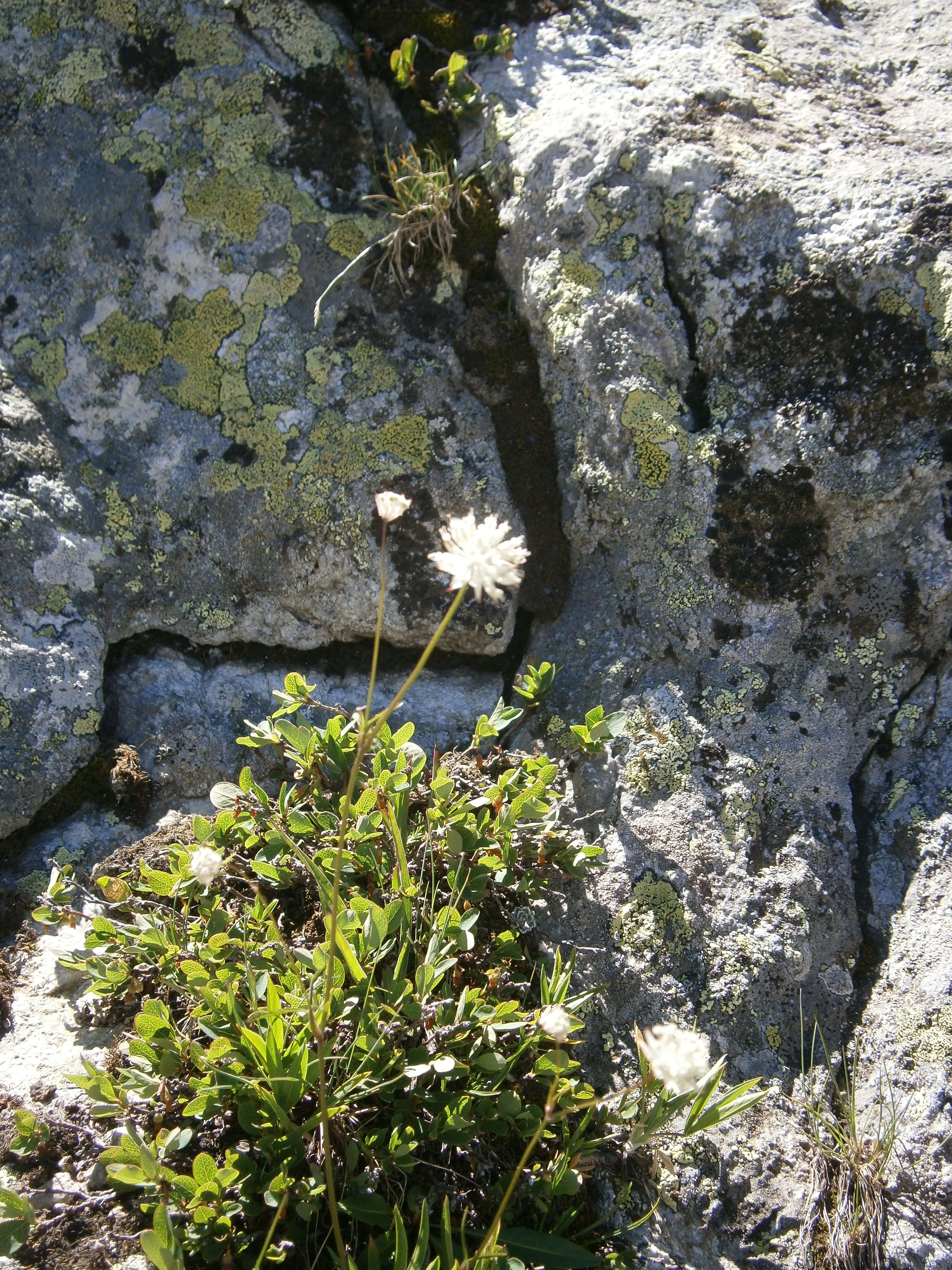 Imagem de Astrantia minor L.