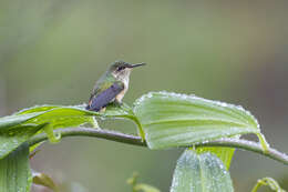 Image of Scintillant Hummingbird