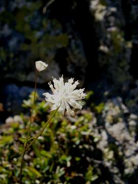 Imagem de Astrantia minor L.