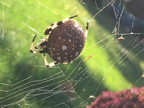 Image of Shamrock Orbweaver