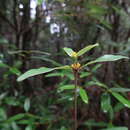 Слика од Eucryphia lucida (Labill.) Baillon