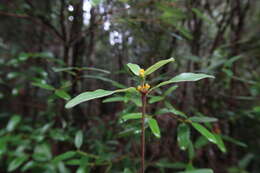 Слика од Eucryphia lucida (Labill.) Baillon