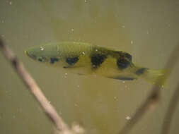 Image of Kimberley archerfish