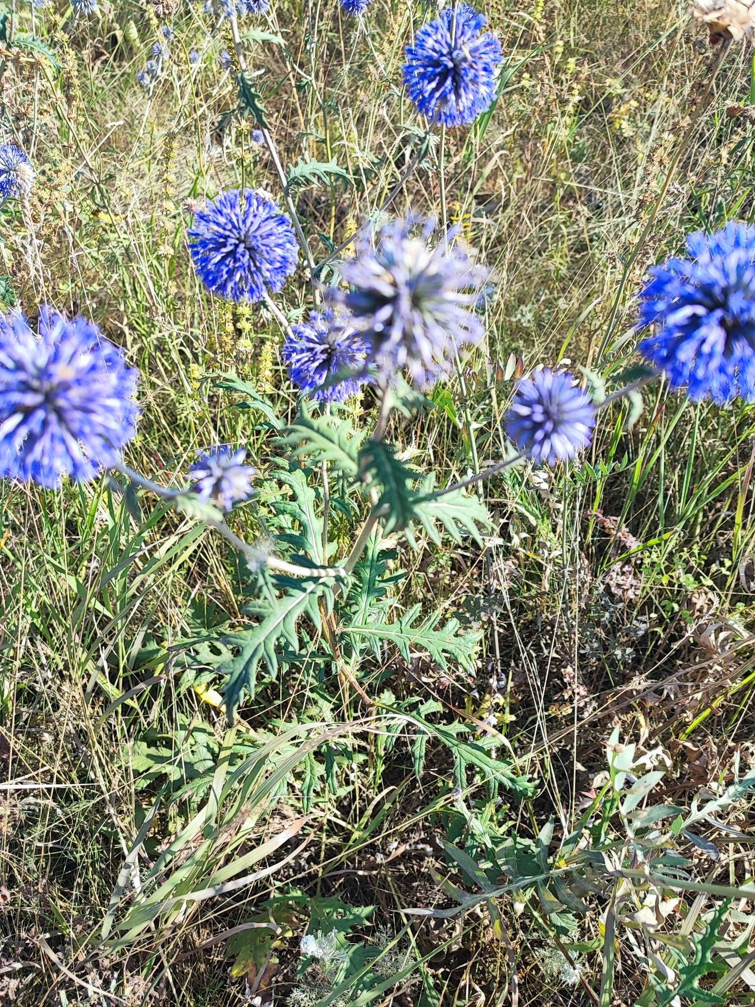 Echinops tataricus的圖片