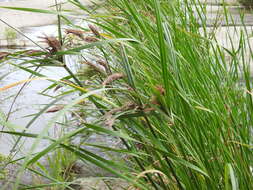 Cyperus nutans Vahl的圖片