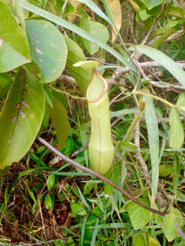 Image of Nepenthes philippinensis Macfarl.