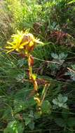 Image of Ligularia hodgsonii Hook.