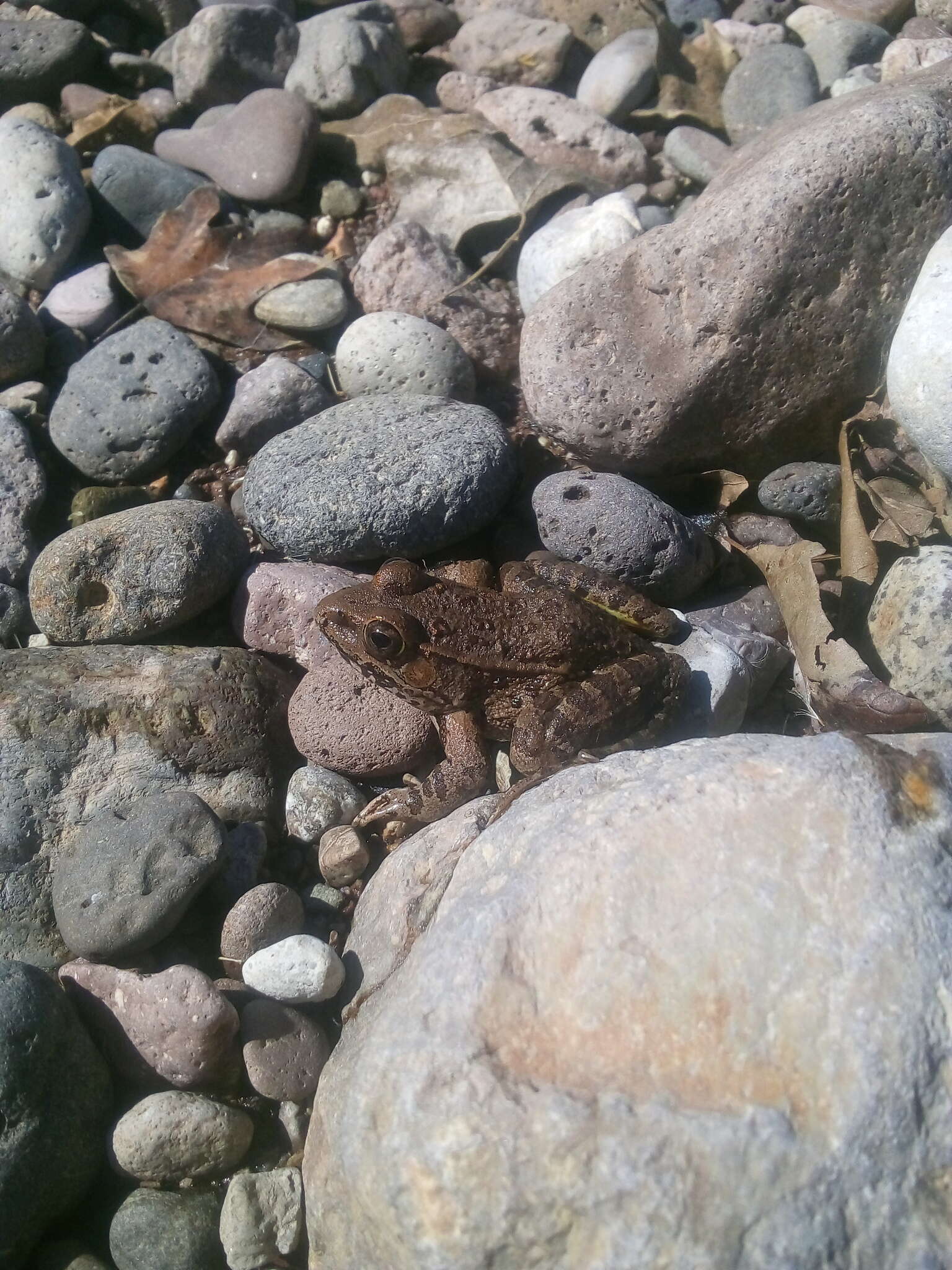 Image of Chiricahua Leopard Frog