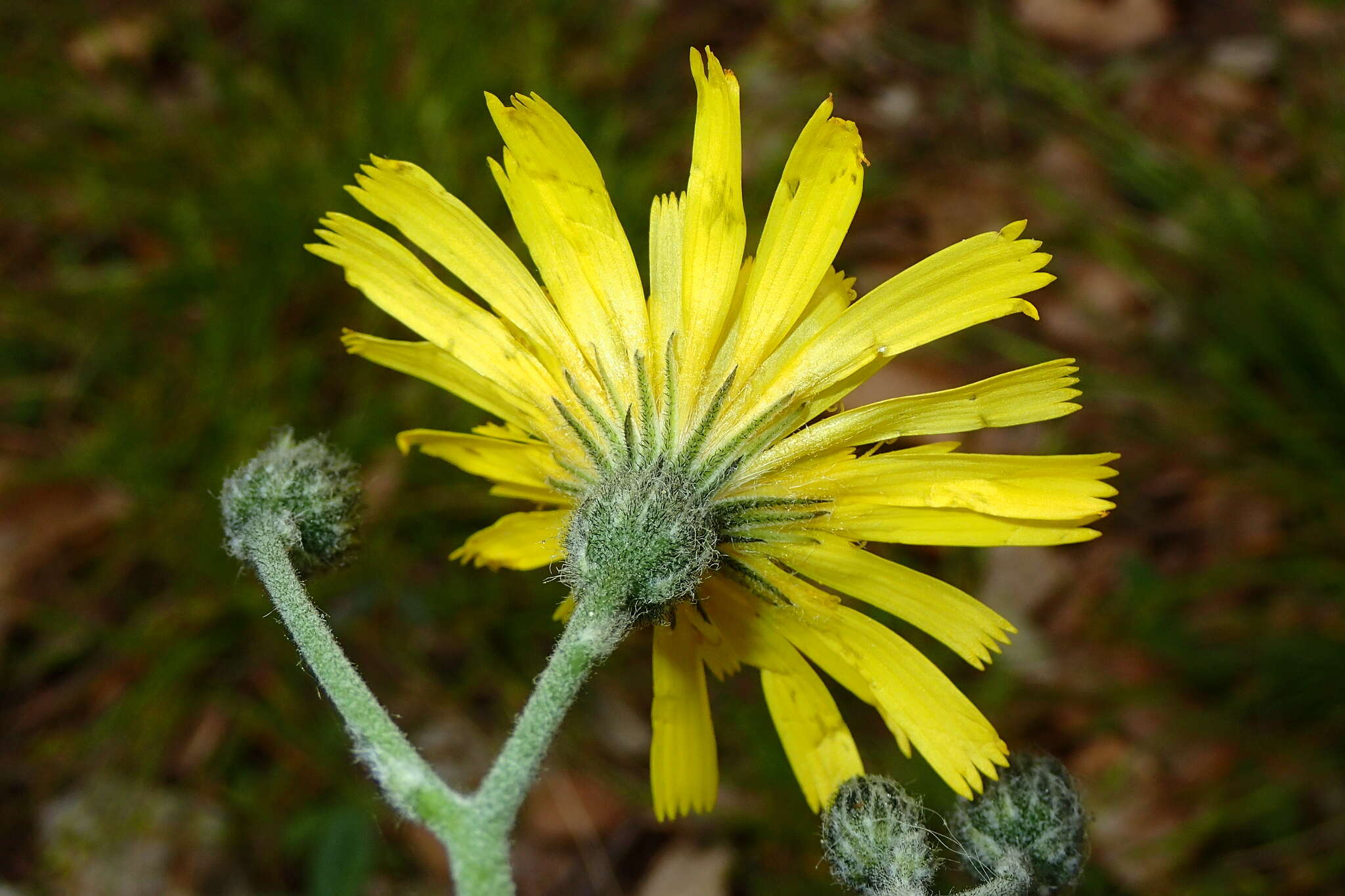 Image of Hieracium glaucinum Jord.