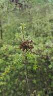 صورة Kunzea tenuicaulis de Lange