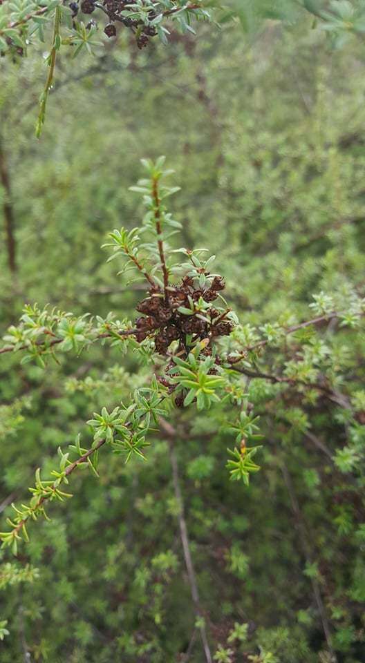 صورة Kunzea tenuicaulis de Lange