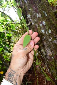 Image of Vanilla bicolor Lindl.