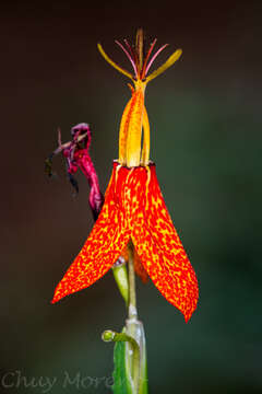 Image of Tigridia orthantha (Lem.) Ravenna