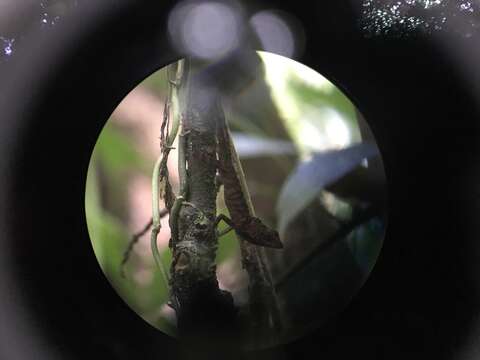 Image of Slender Anole