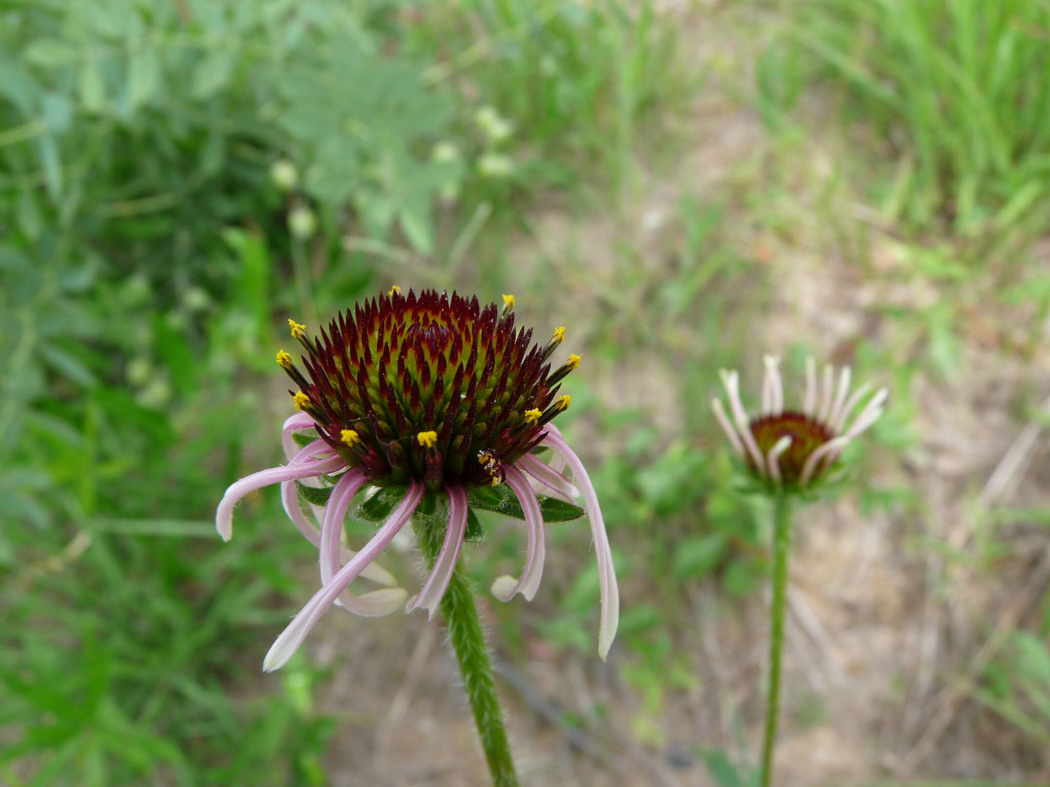 Image of sanguine purple coneflower