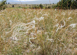 Image of European feather grass