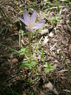 Image of colchicum