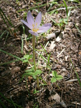 Image of colchicum