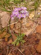 Image of cavedwelling primrose