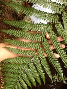 Image of Rough Tree Fern