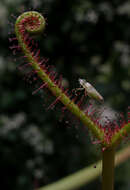 Image of Drosera binata Labill.