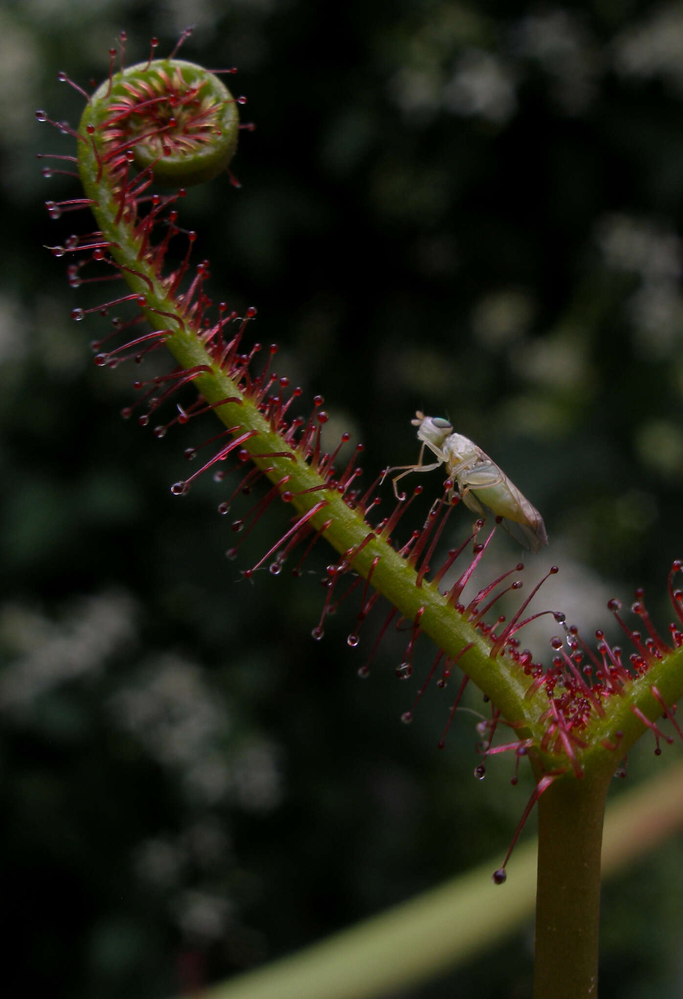 Image of Drosera binata Labill.