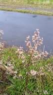 Image of Seaside American-Aster