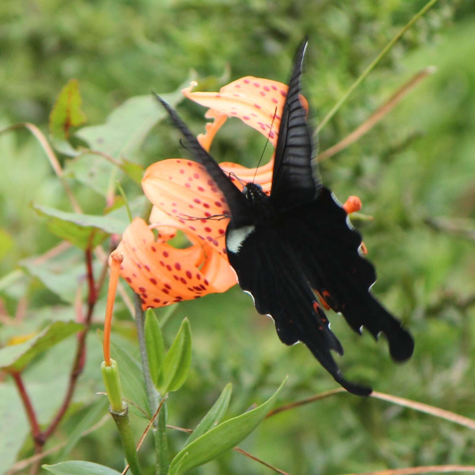 Sivun Papilio macilentus Janson 1877 kuva