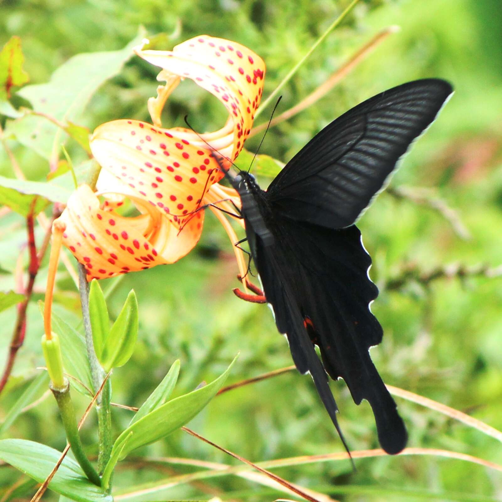 Sivun Papilio macilentus Janson 1877 kuva