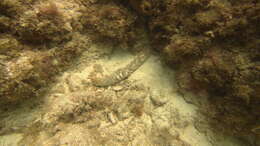 Image of tiger tail sea cocumber