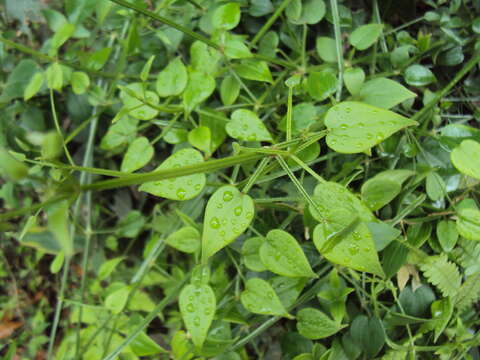 Image of Indian madder