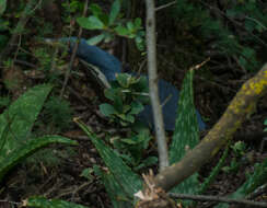 Image of Dwarf Bittern