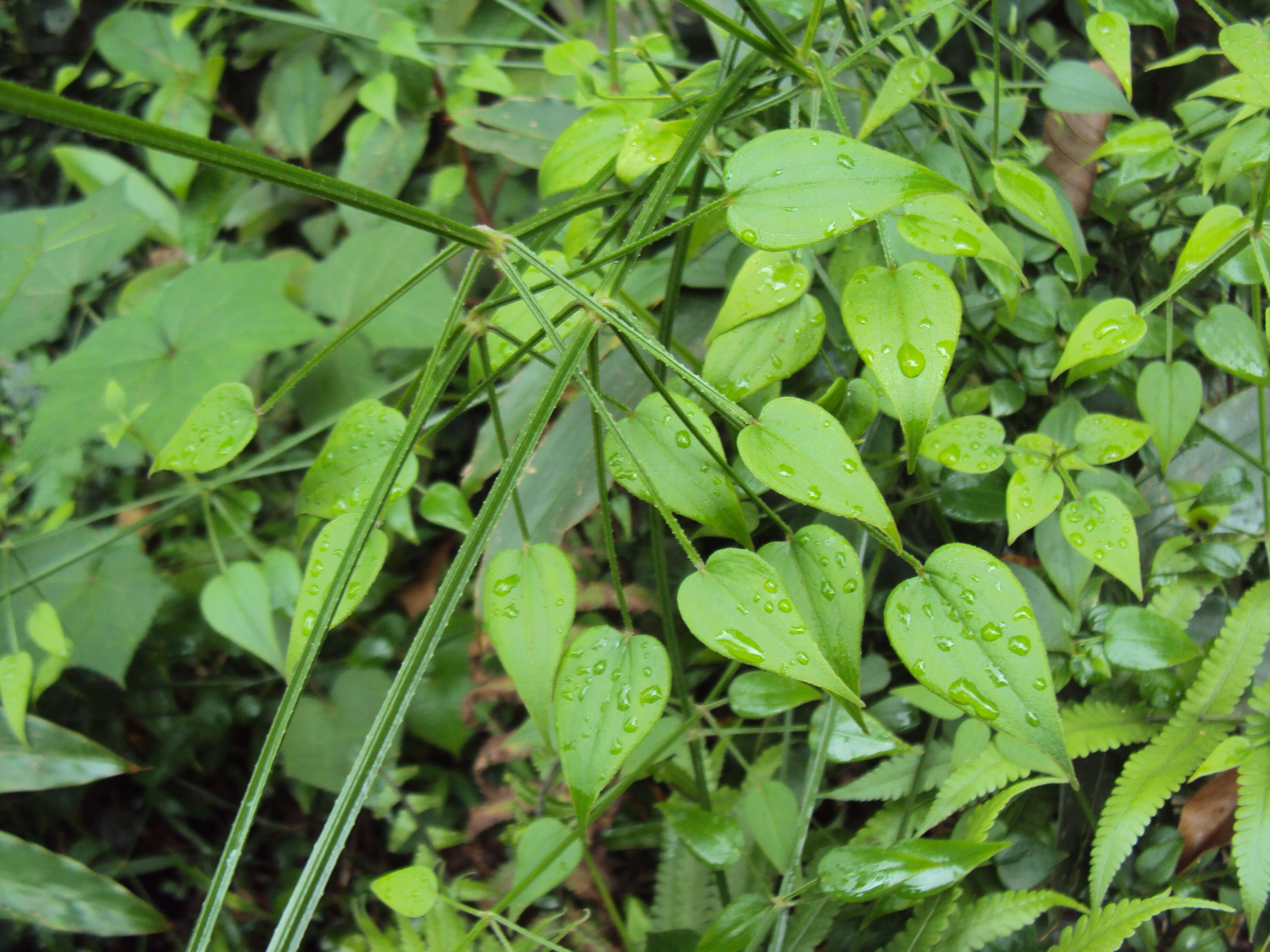 Plancia ëd Rubia cordifolia L.