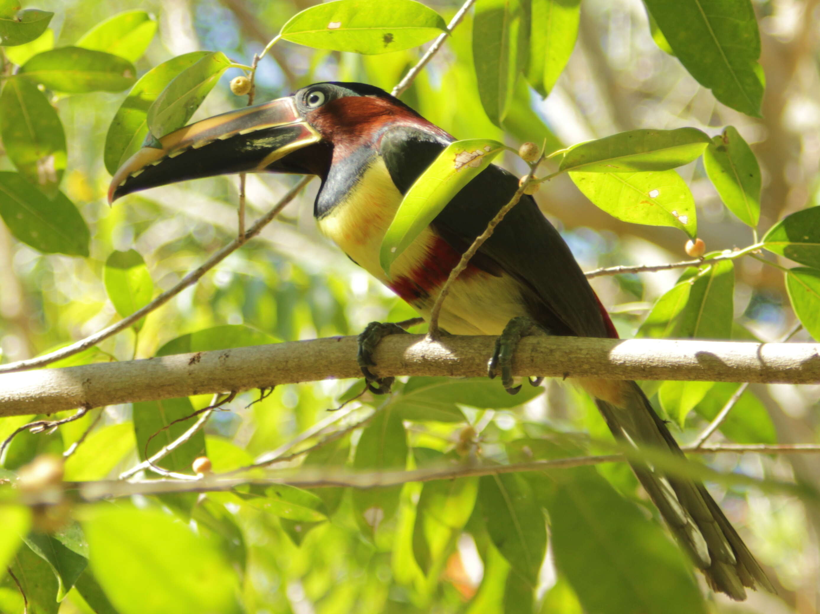 Imagem de Pteroglossus castanotis Gould 1834