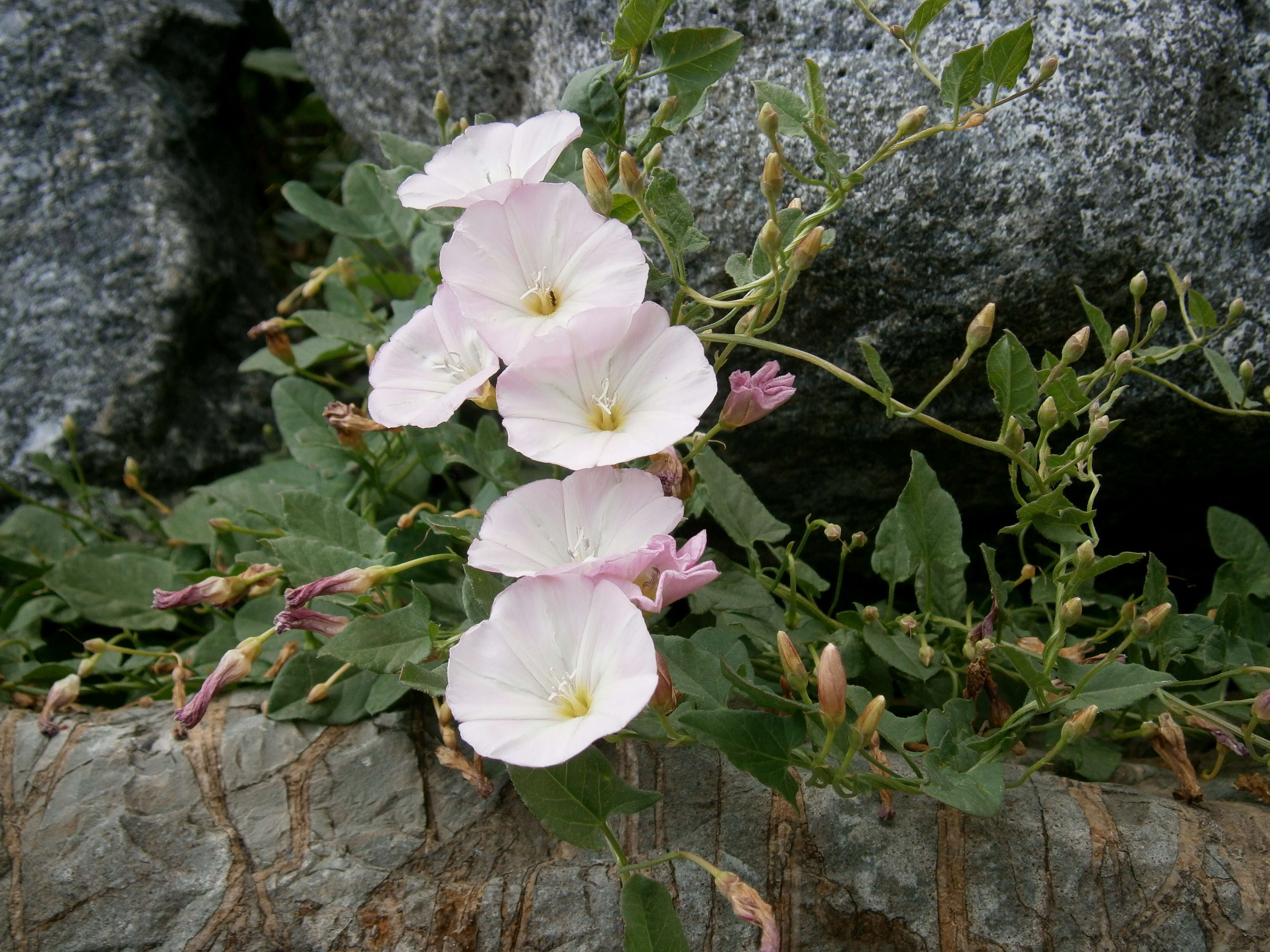 Image of Field Bindweed