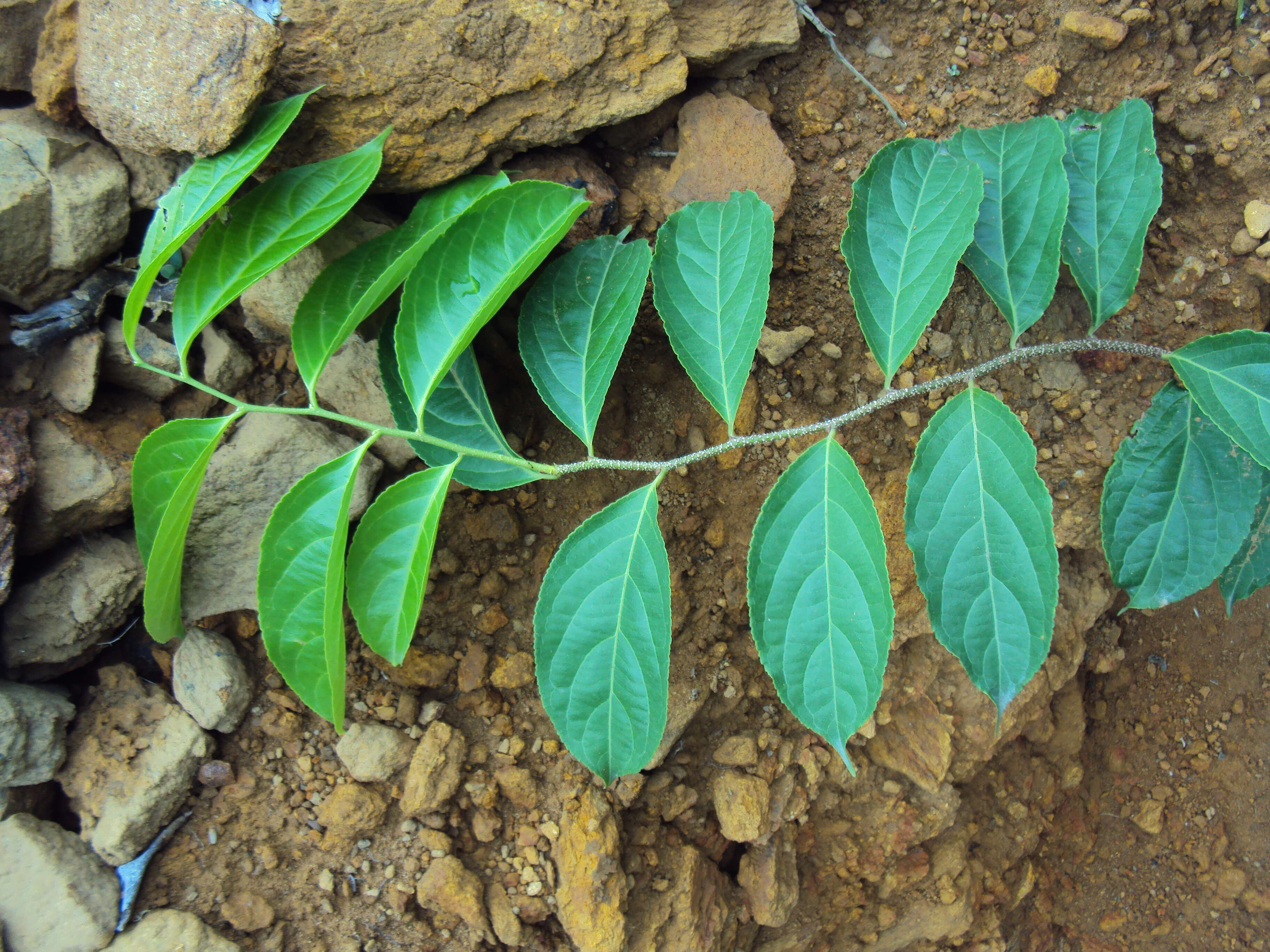 Слика од Celastrus paniculatus Willd.