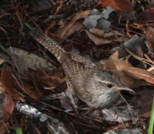 Image of Troglodytes aedon cahooni Brewster 1888