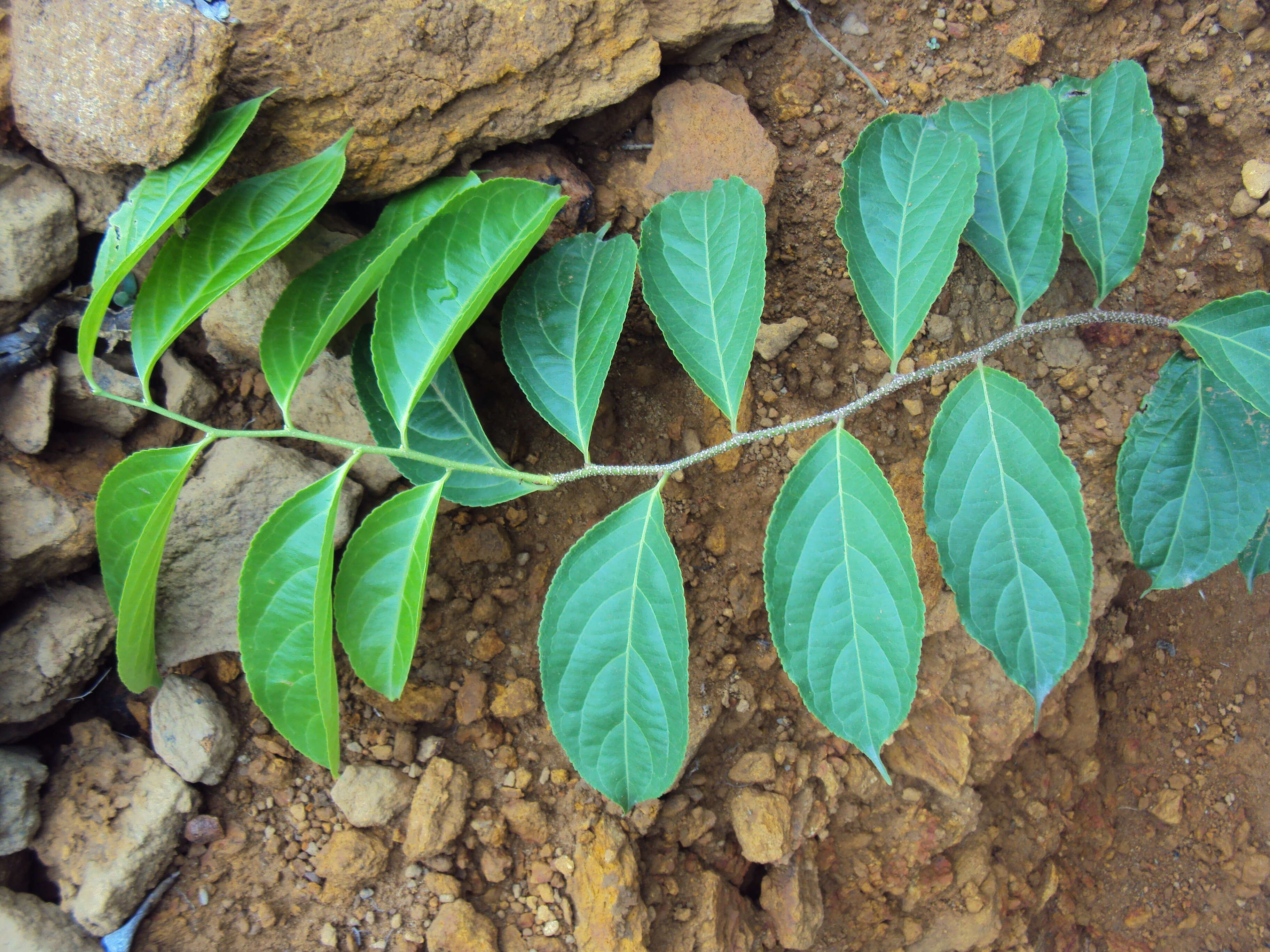 Слика од Celastrus paniculatus Willd.