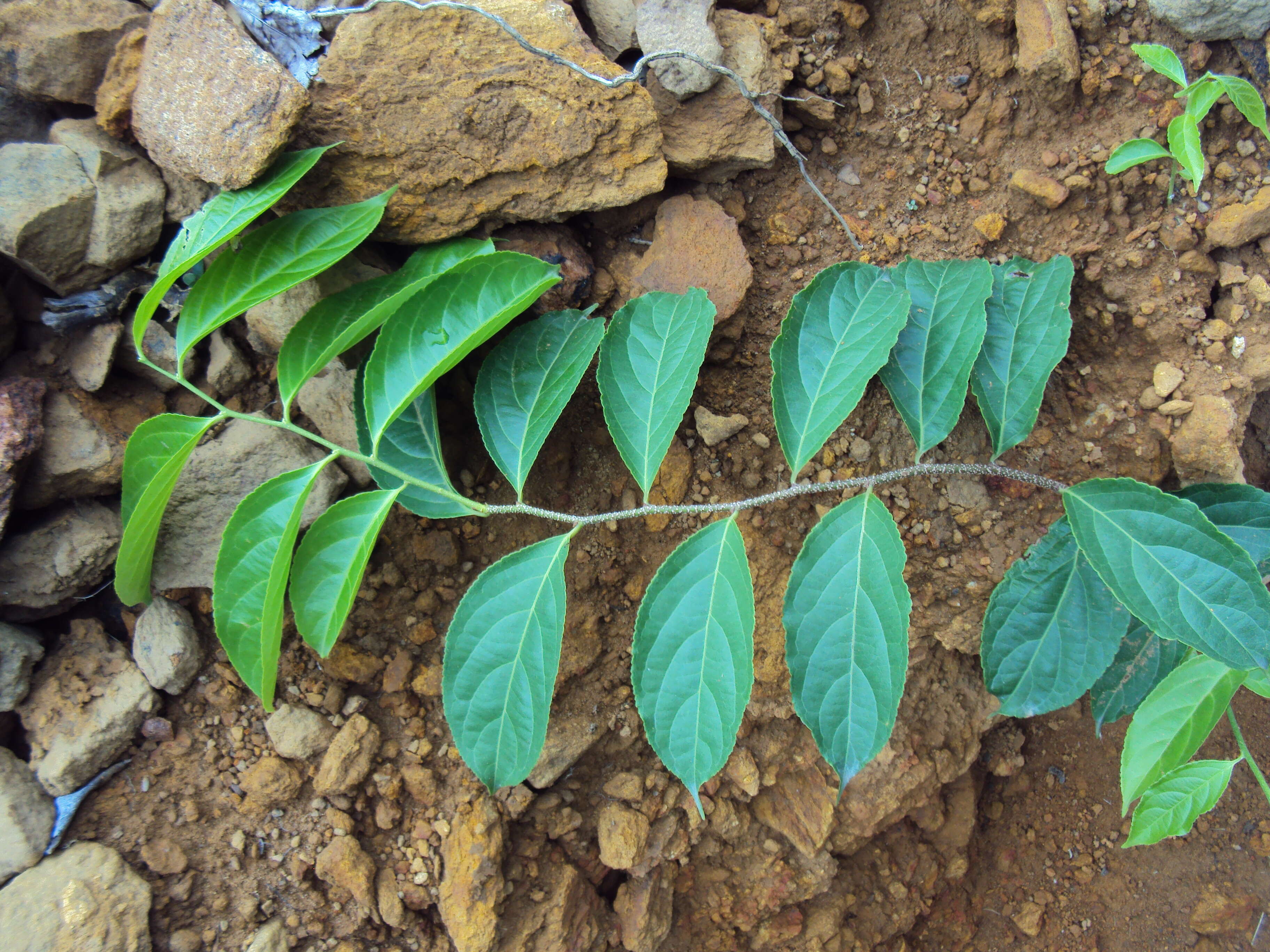 Слика од Celastrus paniculatus Willd.