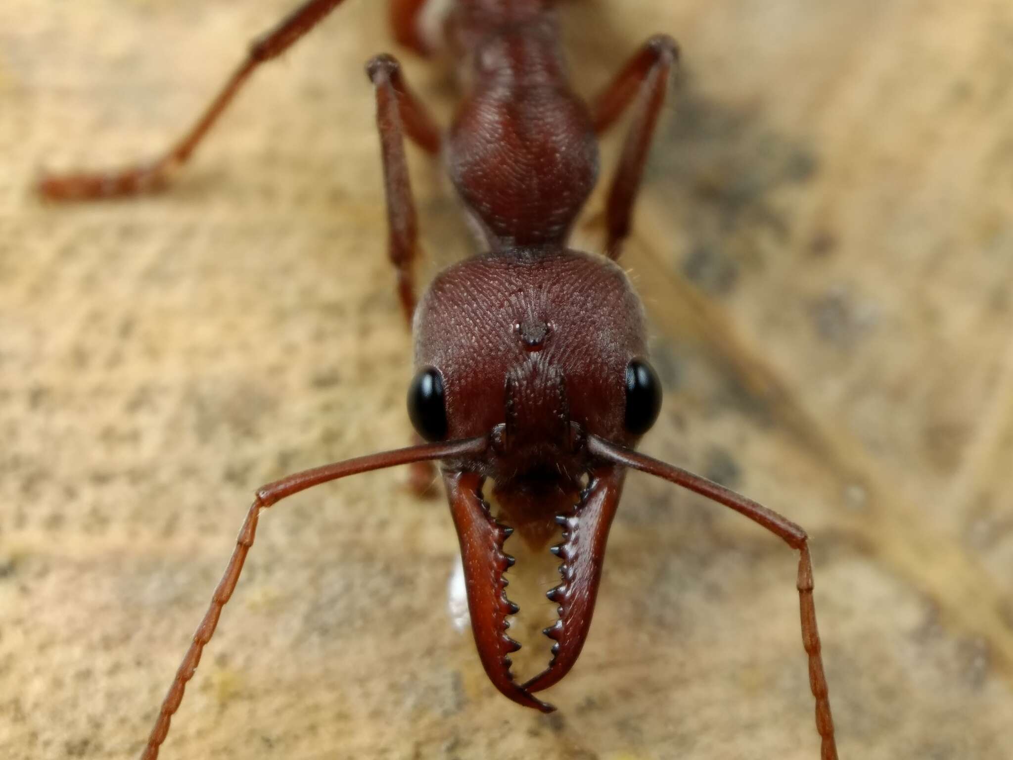 Image of Myrmecia comata Clark 1951